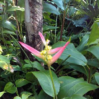 温室の花の投稿画像一覧 Greensnap グリーンスナップ