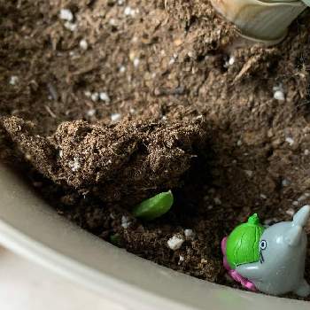 アロエ ベラの育て方 屋外や室内での栽培方法 植え替え時期は Greensnap グリーンスナップ アロエ ベラの育て方 屋外や室内での栽培方法 植え替え時期は Greensnap グリーンスナップ