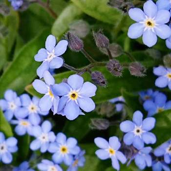 懐かしい花の画像 by プクプクさん | お出かけ先とワスレナグサとお気に入りと青い花と今日のお花と懐かしい花