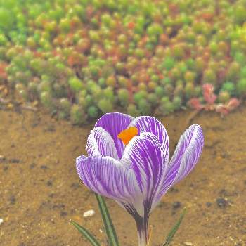紫のクロッカスの画像 by かぶとさん | 小さな庭とクロッカスとパリダムとクロッカス ピックウィックと何かの芽と地植えと紫色の花と紫のクロッカスと完全雨晒しとセダム属と球根