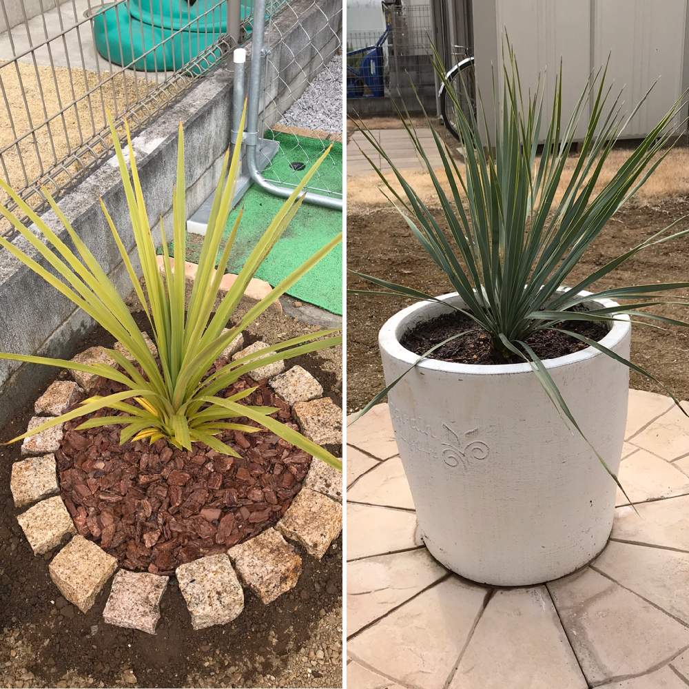 小さな庭の投稿画像 By サトマックさん ユッカ属とロストラータとドラセナ属と植え替えと地植えとユッカ属とロストラータとドラセナ属と植え替えと地植え 21月3月2日 Greensnap グリーンスナップ Greensnap グリーンスナップ