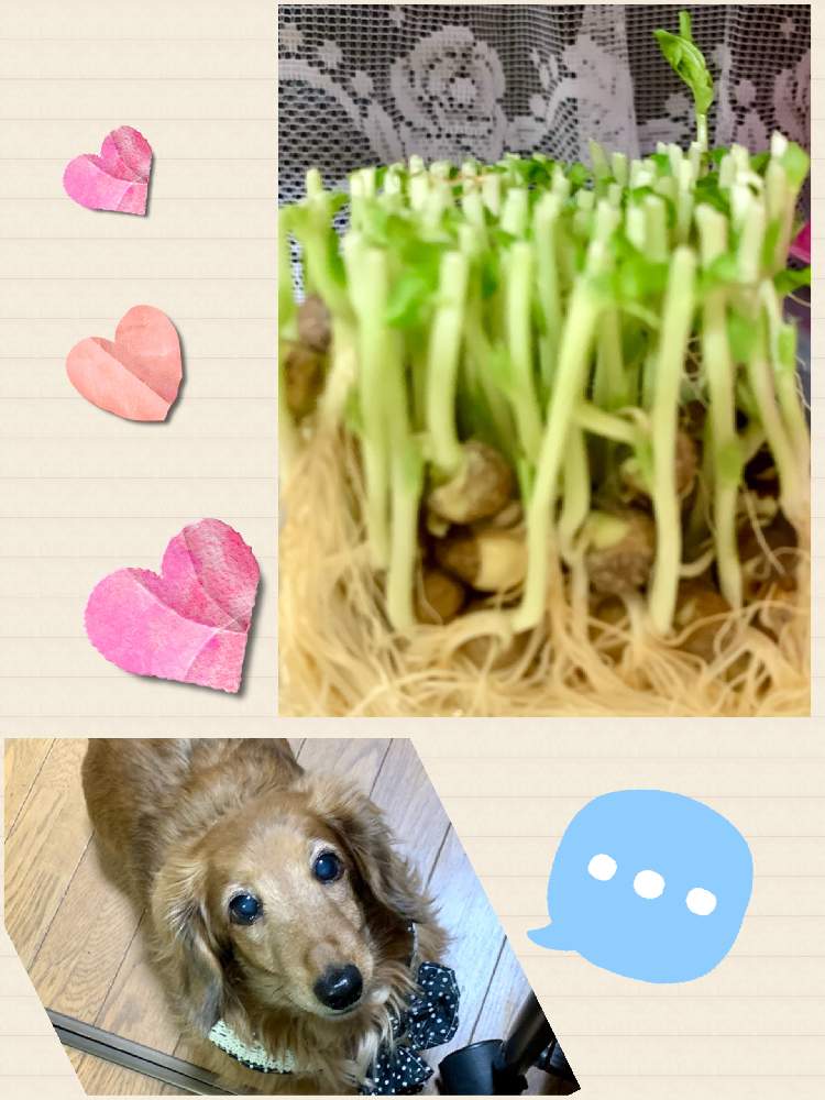 豆苗の投稿画像 By もりもりさん おばあちゃん犬と植物を愛するとワンコのご飯と手作りご飯 21月3月2日 Greensnap グリーンスナップ