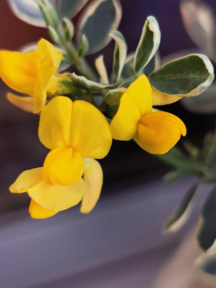 俊ちゃんさんの投稿画像 21月3月2日 Greensnap グリーンスナップ