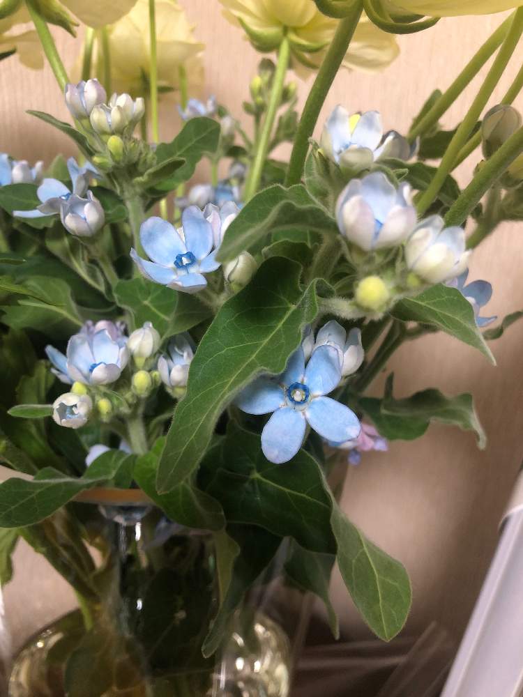 ブルースターの投稿画像 By なぎかのこさん 21月3月2日 Greensnap グリーンスナップ