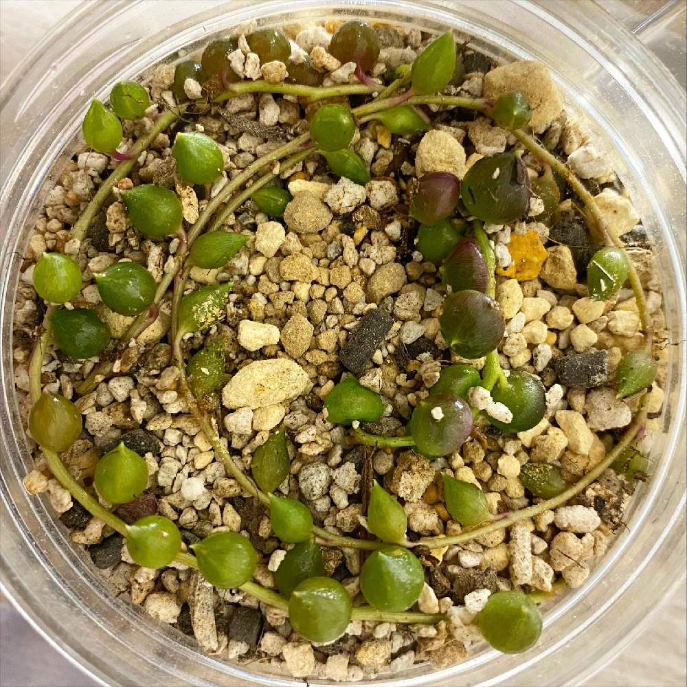 グリーンネックレスの投稿画像 By 1melodious1さん ピーチネックレスと成長を見守りますとチョンパ後と雨ざらしと直射日光と植え替えと瀕死の多肉と成長記録と多肉増殖計画と仕立て直し 21月3月2日 Greensnap グリーンスナップ