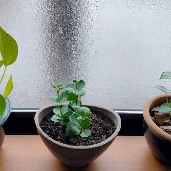ペペロミアホープの画像 by kaeruさん | シンゴニウムとポトスライムとペペロミアホープと窓辺の植物たち