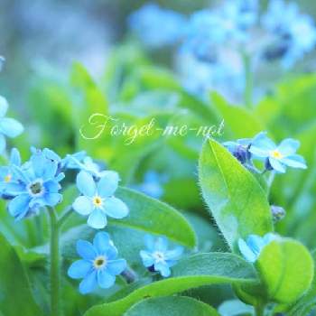 Forget Me Notの投稿画像一覧 Greensnap グリーンスナップ
