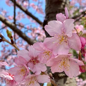 心が安らぐの投稿画像一覧 Greensnap グリーンスナップ