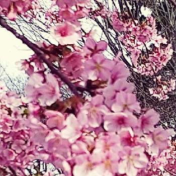 キリトリセカイの画像 by ありあさん | お出かけ先と河津桜とファインダー越しの私の世界と春のさきがけとおでかけ先とキリトリセカイと 河津桜