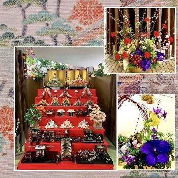 バンダ 翡翠蘭 の投稿画像一覧 Greensnap グリーンスナップ