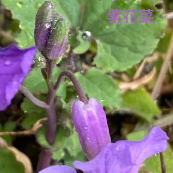 紫花菜 花大根の投稿画像一覧 Greensnap グリーンスナップ 紫花菜 花大根の投稿画像一覧 Greensnap グリーンスナップ