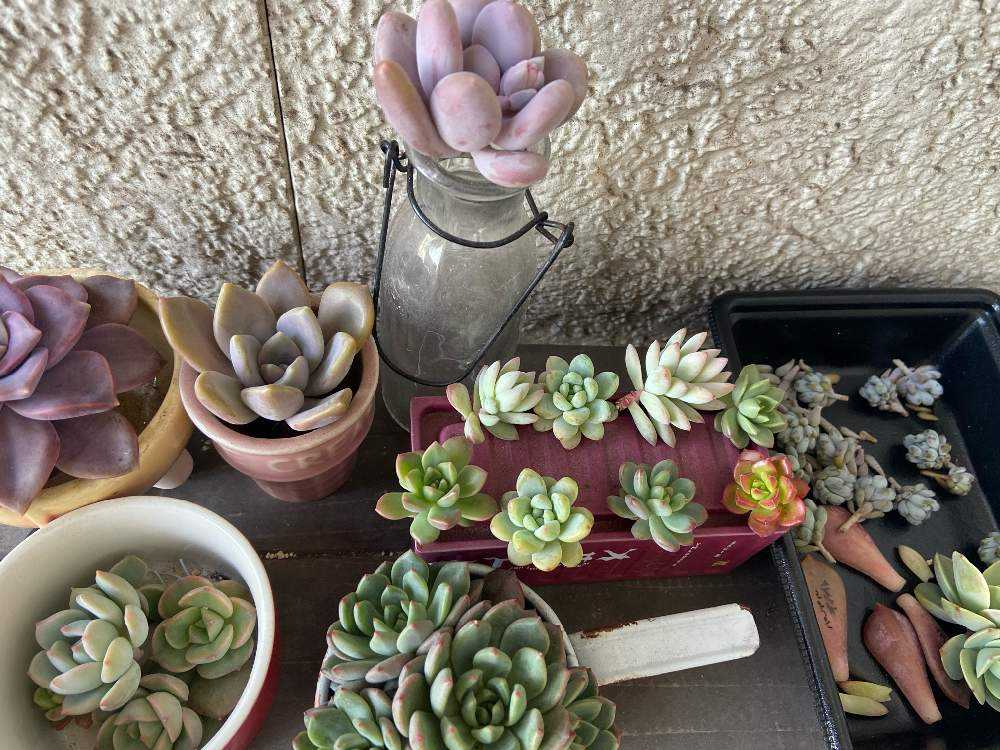 ２０２１年 3月 我が家の多肉達 Greensnap グリーンスナップ