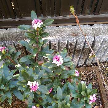 沈丁花の赤花の投稿画像一覧 Greensnap グリーンスナップ