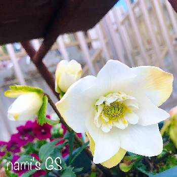 クリスマスローズ ダブルファンタジーの投稿画像一覧 Greensnap グリーンスナップ