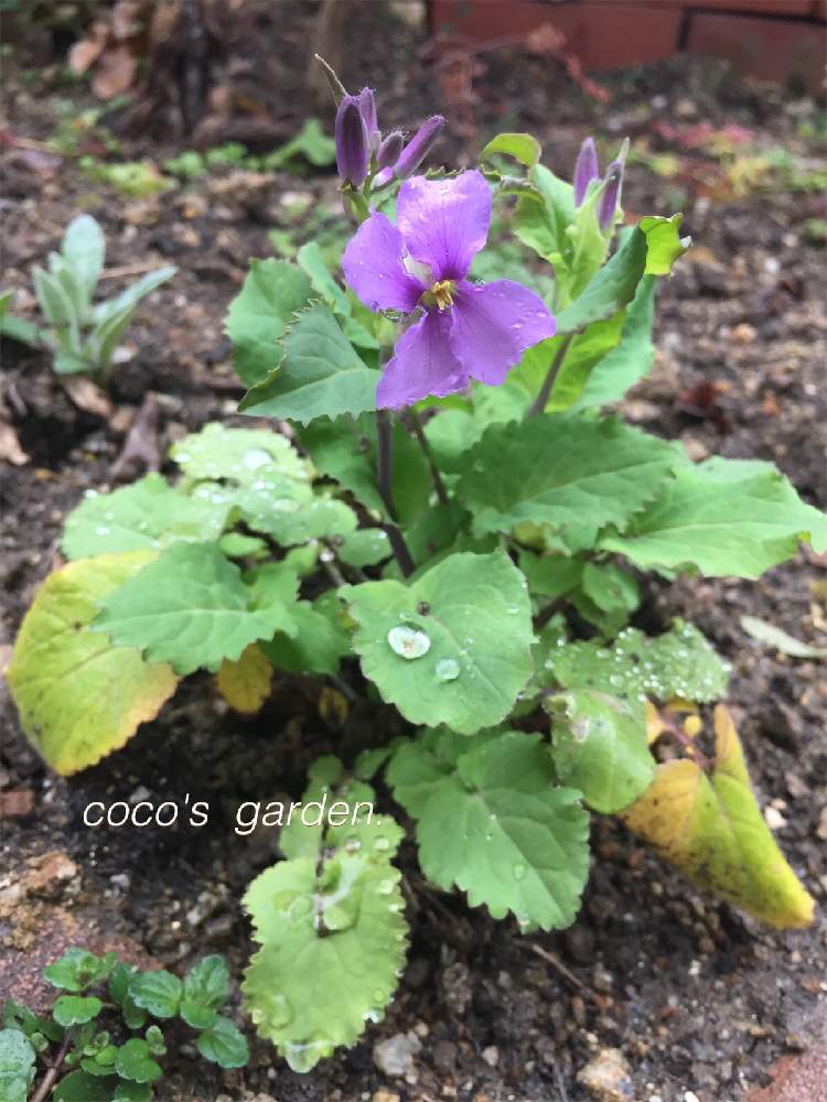 植物のある暮らしの投稿画像 By まっきんさん ムラサキハナナ とマイガーデンと春の庭とナチュラルガーデンと植中毒とガーデニングと花のある暮らしとお庭とごきげんにね 21月3月3日 Greensnap グリーンスナップ