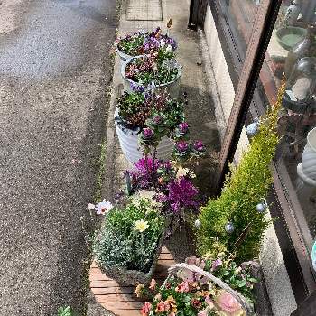 ラナンキュラス 珍しいの投稿画像一覧 Greensnap グリーンスナップ