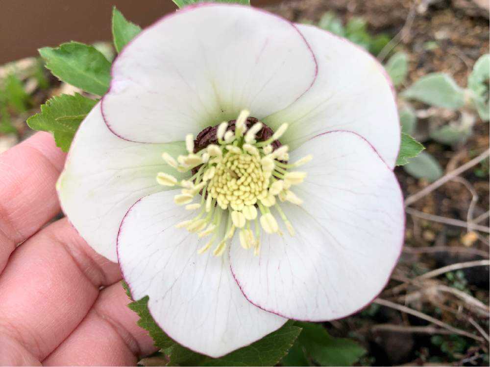 ♡いより♡★プロフ必読お願いします★、ソレイユを含む クリスマスローズ苗 クリスマスローズ ソレイユ苗