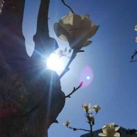 ハクモクレンの画像