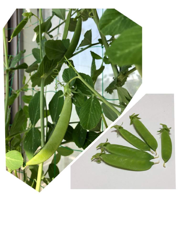 ベランダでエンドウ豆 Greensnap グリーンスナップ