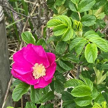 ハマナス 浜茄子 の育て方 植え付ける場所や植え替えの時期は Greensnap グリーンスナップ ハマナス 浜茄子 の育て方 植え付ける場所や植え替えの時期は Greensnap グリーンスナップ