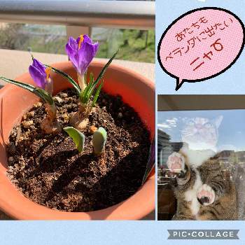 チューリップの芽の画像 by くみちゃんさん | バルコニー/ベランダとクロッカスとチューリップの芽と頑張りましょう(๑˃̵ᴗ˂̵)と可愛い花と心ほっこりと小さな楽しみと可愛いと春の予感