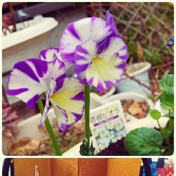 宿根ビオラの投稿画像一覧 Greensnap グリーンスナップ