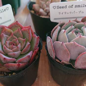 自分への誕プレの投稿画像一覧 Greensnap グリーンスナップ