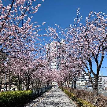 安行寒桜の画像 by まりももさん | 安行寒桜とピンクの花と小花好きとピンクの小花