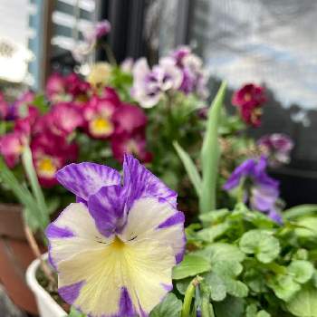 宿根ビオラ の投稿画像一覧 Greensnap グリーンスナップ