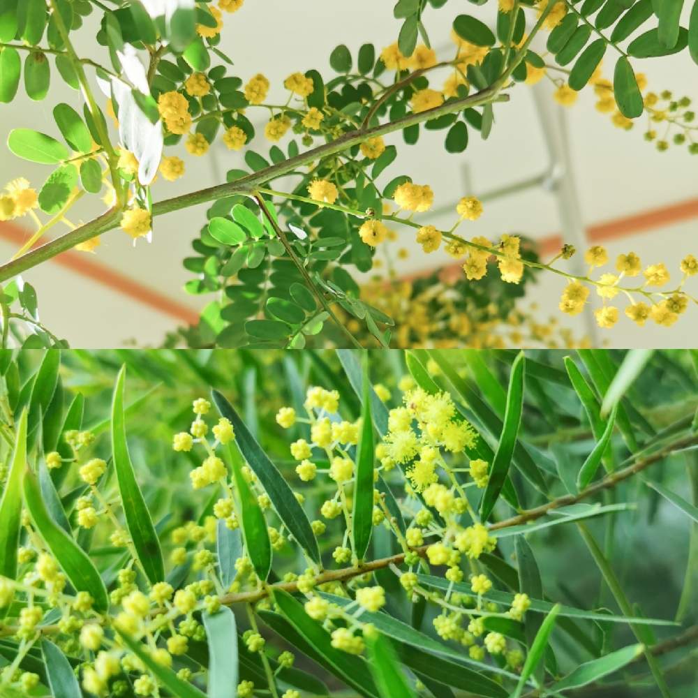 ミモザアカシアの投稿画像 By Emmaさん アカシアテレサとアカシア スペクタビリスと鉢植えと花のある暮らしと岩手県と冬越しサンルーム 21月3月3日 Greensnap グリーンスナップ