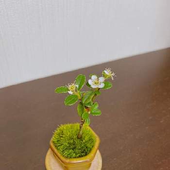 洋種 カマツカコケモモの投稿画像一覧 Greensnap グリーンスナップ 洋種 カマツカコケモモの投稿画像一覧 Greensnap グリーンスナップ