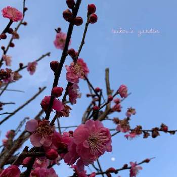 ピンクの梅の花の投稿画像一覧 Greensnap グリーンスナップ ピンクの梅の花の投稿画像一覧 Greensnap グリーンスナップ