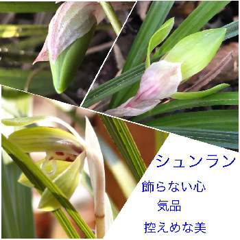 単子葉植物の投稿画像一覧 Greensnap グリーンスナップ