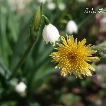 小さい花の投稿画像一覧 Greensnap グリーンスナップ 小さい花の投稿画像一覧 Greensnap グリーンスナップ