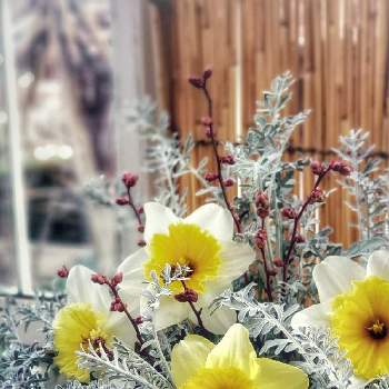 セントーレア ギムノカルパの画像 by X-TREME多肉植物さん | テラスとセントーレア ギムノカルパと生花と庭の花と庭の花を飾る