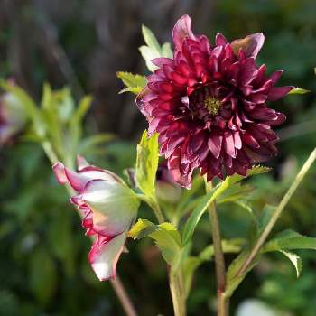 クリスマスローズ クレオパトラの投稿画像一覧 Greensnap グリーンスナップ