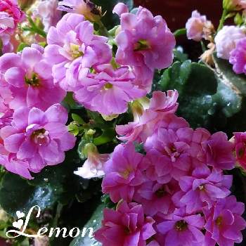 ローズ色の花の画像 by レモンさん | 部屋と多肉植物とカランコエ❤︎とおうち園芸といやし♡とローズ色の花と可愛い♡