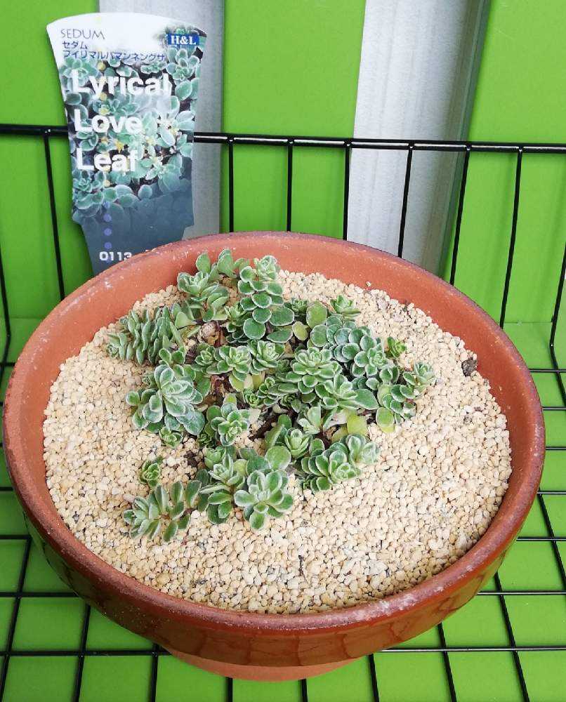 おまけ付 セダム 斑入り丸葉万年草 カット 植物 観葉植物 Getvolt Dk