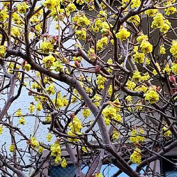 春はそこまで♪の画像 by やまちゃん～旅～さん | お出かけ先とヒューガミズキと散歩中と今朝の一枚と黄色いお花大好き協会と春はそこまで♪