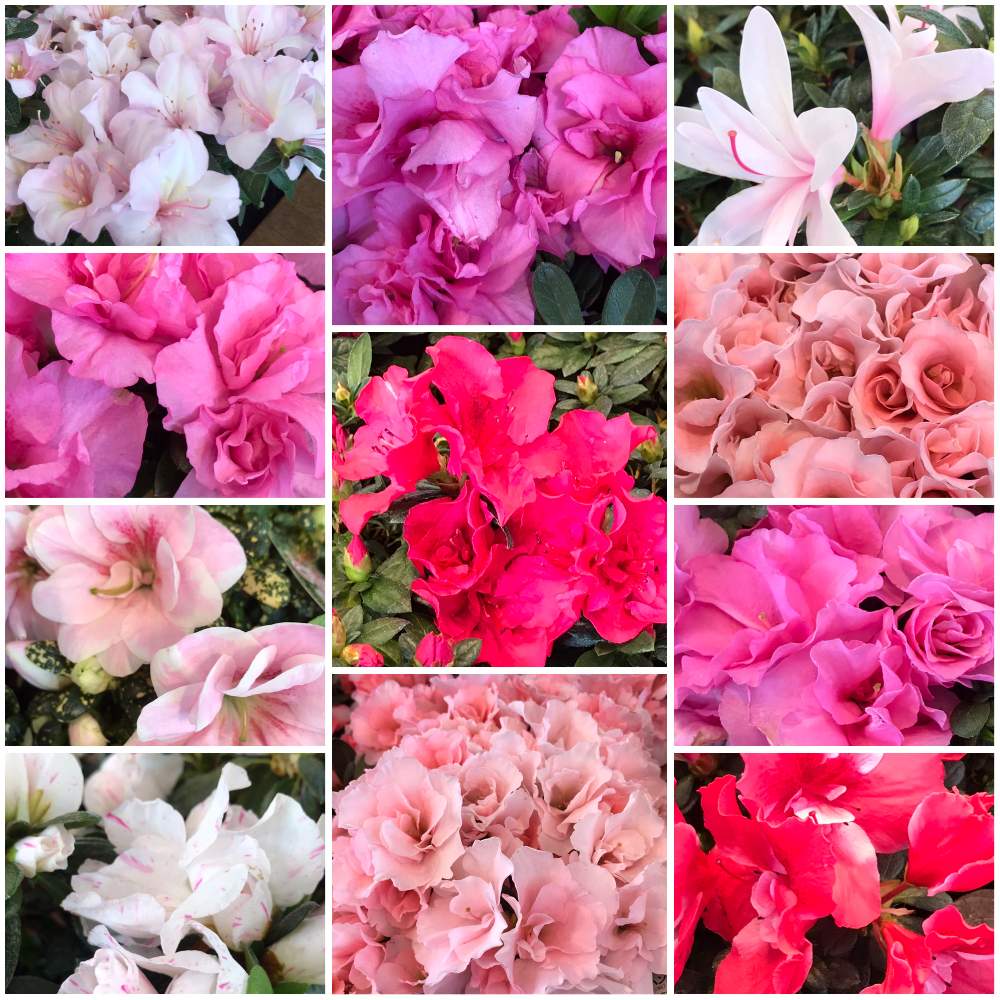 沢山のアザレア達をご覧下さい Greensnap グリーンスナップ 沢山のアザレア達をご覧下さい Greensnap グリーンスナップ