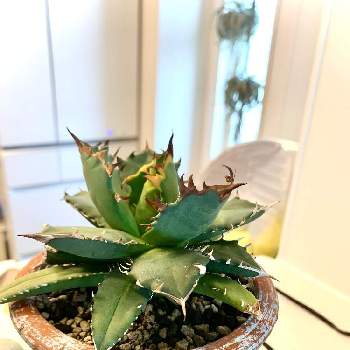 アガベ チタノタ オテロイの投稿画像一覧 Greensnap グリーンスナップ