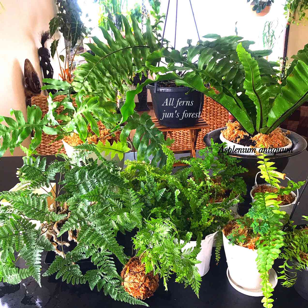 ホウビカンジュの一覧｜🍀GreenSnap（グリーンスナップ）