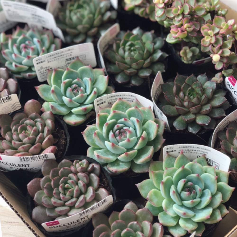 多肉植物初心者の投稿画像 By ほっこりん さん 多肉植物と100均多肉とdaisoとダイソー産と多肉中毒と部屋と多肉植物初心者と多肉植物と100均多肉 とdaisoとダイソー産と多肉中毒 21月3月4日 Greensnap グリーンスナップ Greensnap グリーンスナップ