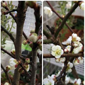 切り枝の画像 by むらさきさん | バルコニー/ベランダと梅の花と切り枝