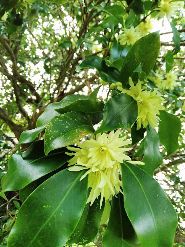 シキミの投稿画像 By Naさん シキミの花 21月3月4日 Greensnap グリーンスナップ