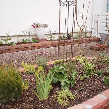 スモークツリー ピンクパールの投稿画像一覧 Greensnap グリーンスナップ