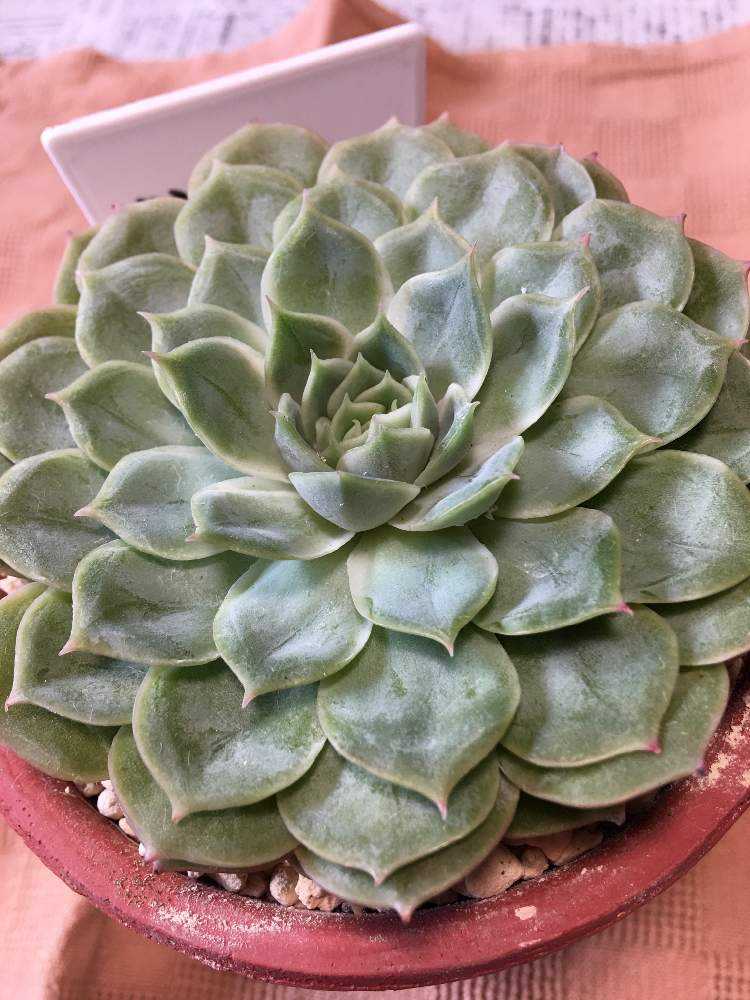 オウンスロー オウンスローの成長記録｜🍀GreenSnap（グリーンスナップ）