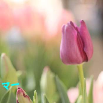 珍しい青い花見つけたの投稿画像一覧 Greensnap グリーンスナップ