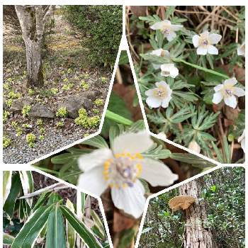 熊笹の投稿画像一覧 Greensnap グリーンスナップ