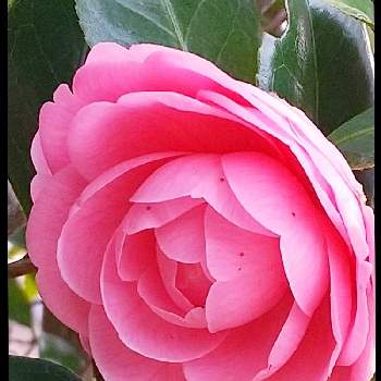 桃色吐息の投稿画像一覧 Greensnap グリーンスナップ